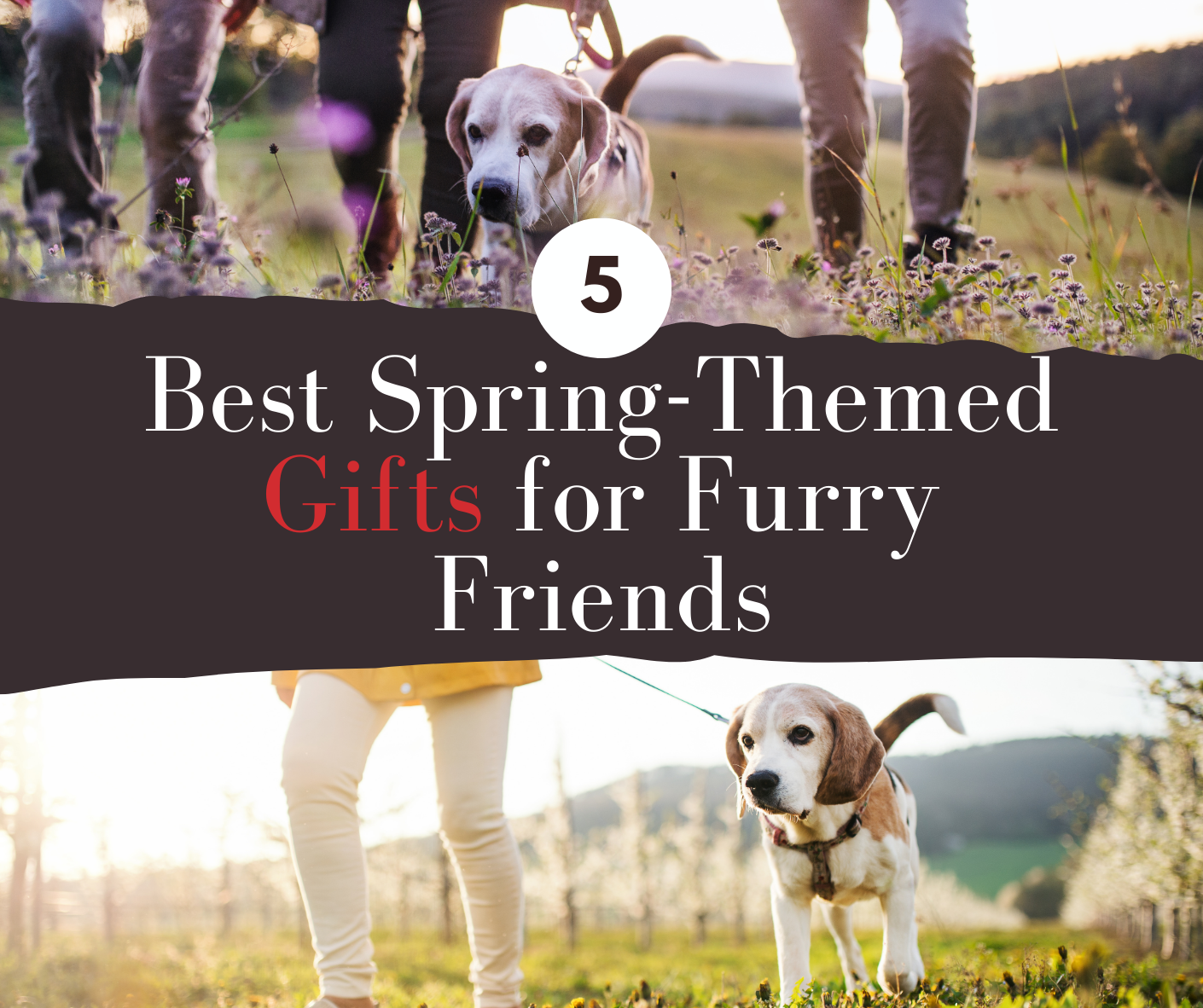 5 Spring-Themed Gifts for Furry Friends : A Guide to Pampering Your Pet
