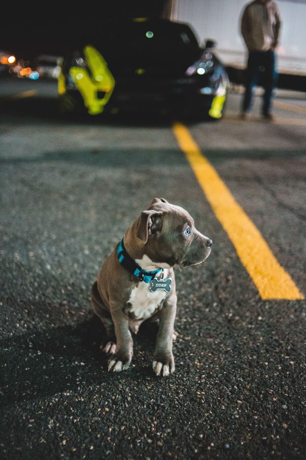 The 4 Best Dog Products For Walking At Night