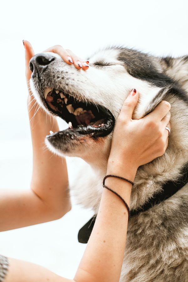 6 Best Supplements That Helps Dog With Dry Skin