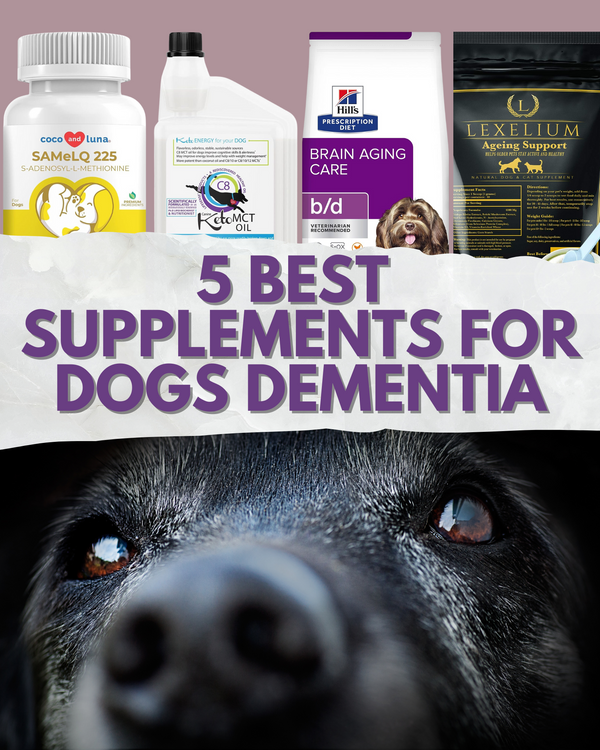 5 Best Supplements for Dogs Dementia