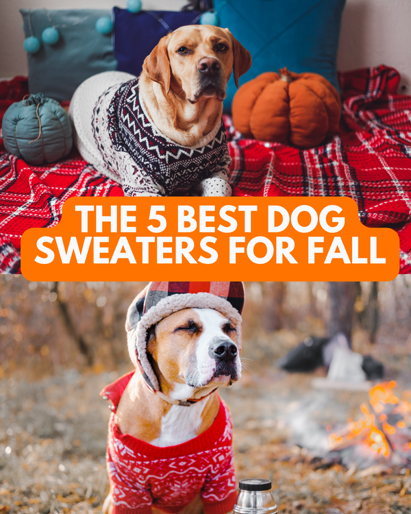 The 5 Best Dog Sweaters for Fall