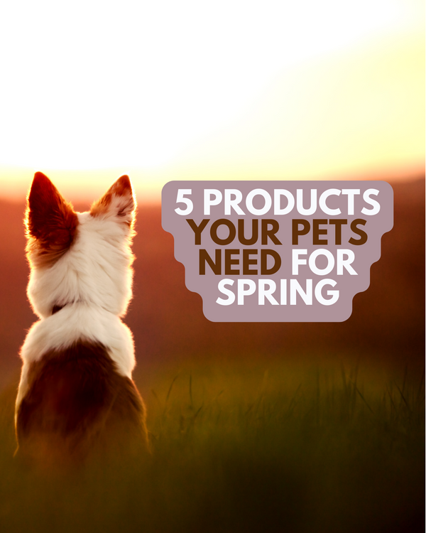 5 Products Your Pets Need for a Happy Spring Season