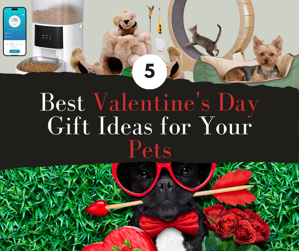 5 Best Valentine's Day Gift Ideas for Your Pets