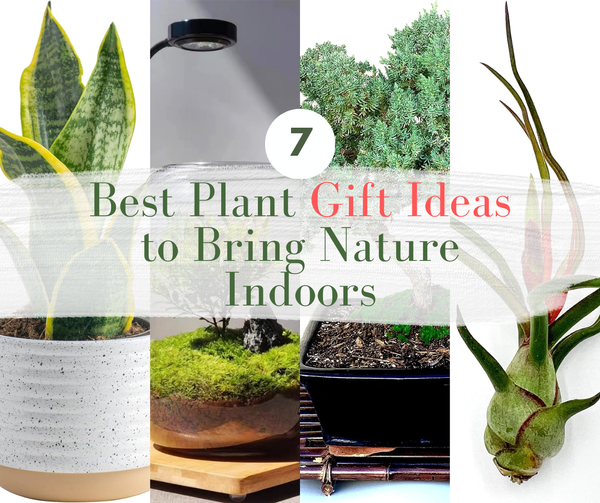 7 Plant Gift Ideas to Bring Nature Indoors