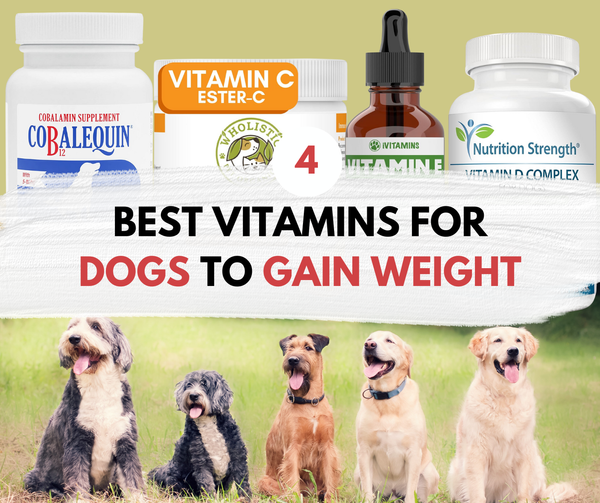 4 Best Vitamins For Dogs To Gain Weight